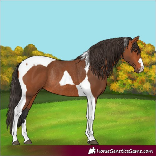 Horse Color:Bay Tobiano Rabicano
