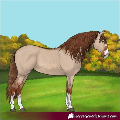 Horse Color:Red Dun Rabicano 