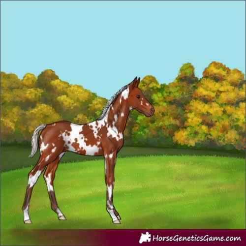 Horse Color:White Spotted Silver Bay