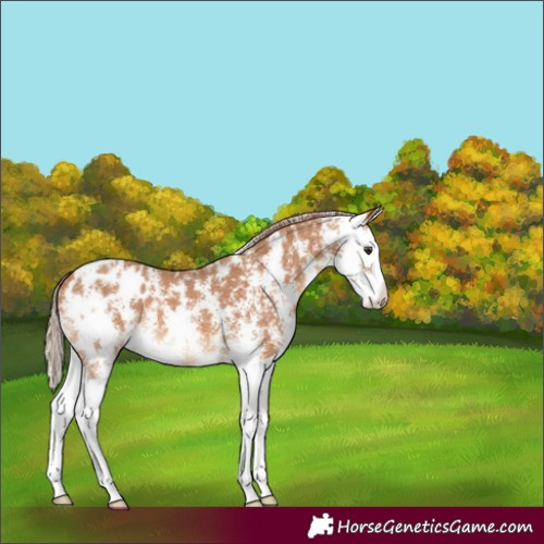 Horse Color:Chestnut Sabino Splash Blanket