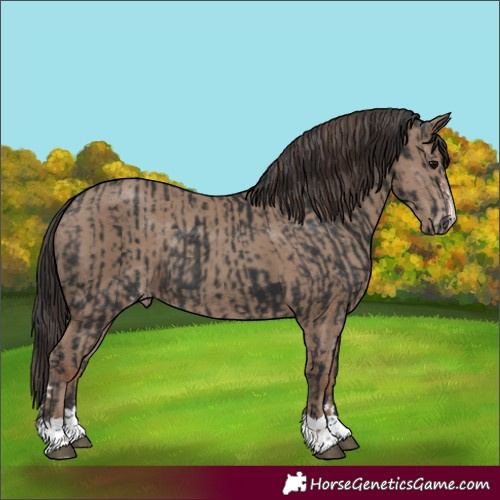 Horse Color:Black  and Classic Champagne 
