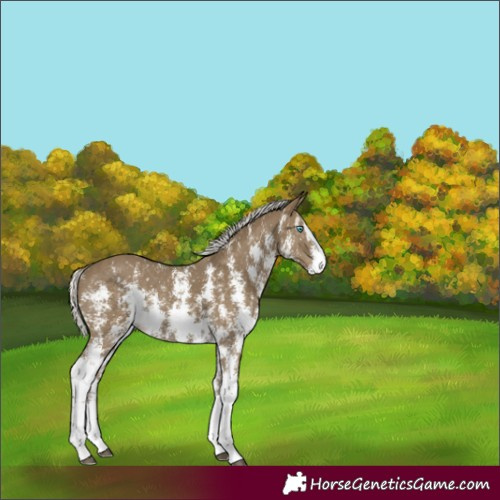 Horse Color:Silver Smoky Black Sabino Splash