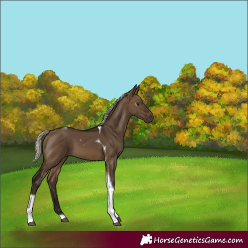 Horse Color:Gray Silver Bay Dun Tobiano 