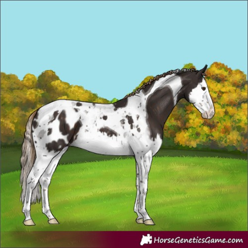 Horse Color:Liver Chestnut Splash Tobiano Blanket 
