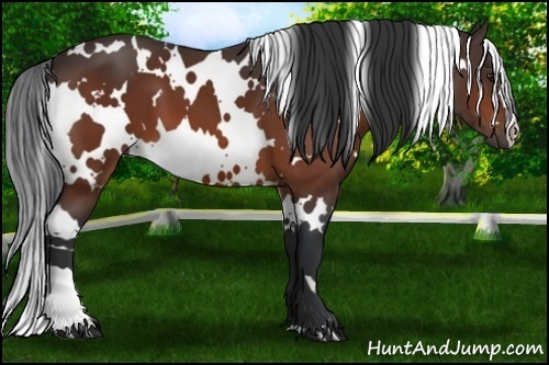 Horse Color:White Spotted Bay 
