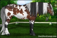 Horse Color:White Spotted Bay 