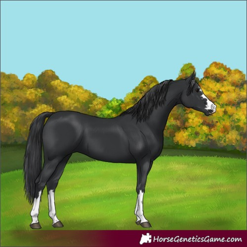Horse Color:Unknown