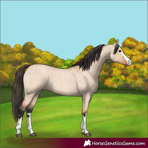 Horse Color:Unknown