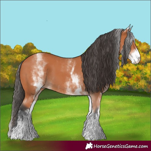 Horse Color:White Spotted Bay