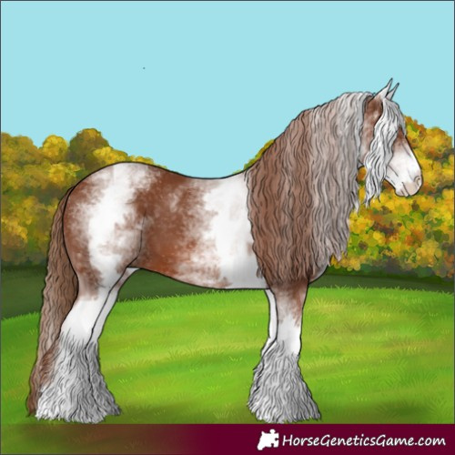Horse Color:White Spotted Chestnut 