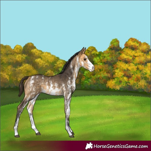 Horse Color:Buckskin Sabino Rabicano 