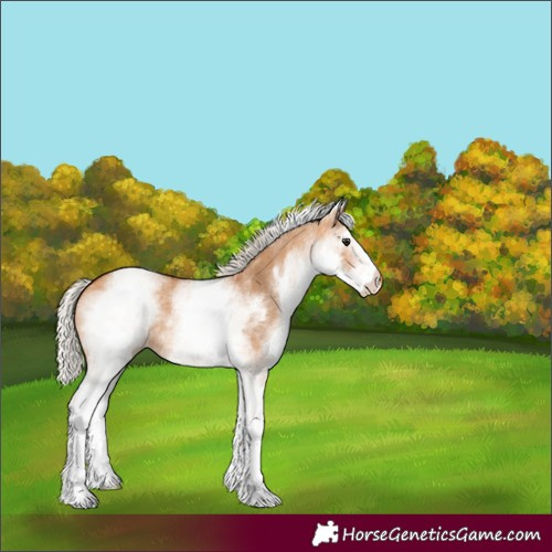 Horse Color:White Spotted Silver Bay Dun