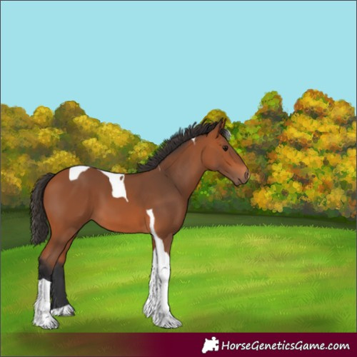 Horse Color:Unknown 