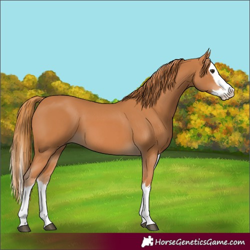 Horse Color:Chestnut Splash