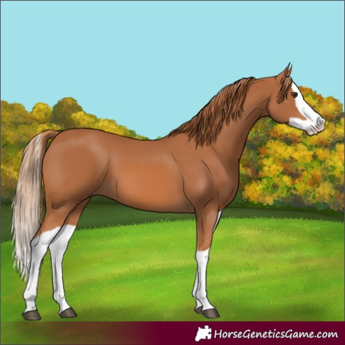 Horse Color:Chestnut Splash