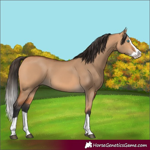 Horse Color:Unknown 