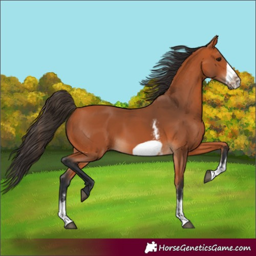 Horse Color:Unknown 
