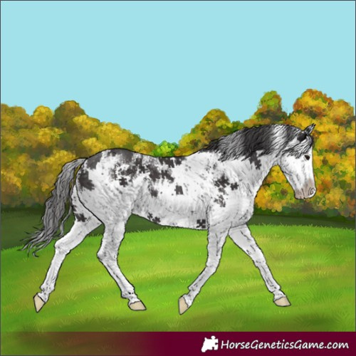Horse Color:White Spotted Smoky Black Sabino Splash 