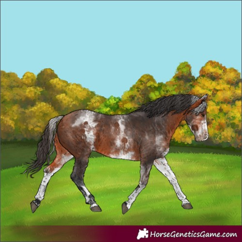 Horse Color:White Spotted Bay
