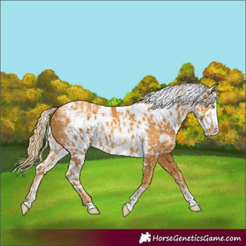 Horse Color:Powder White Gold Cream Champagne Frame Skewed LP Spotted Rabicano 