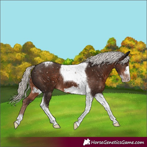 Horse Color:Liver Chestnut Mushroom Tobiano Frame Skewed LP Spotted Rabicano 