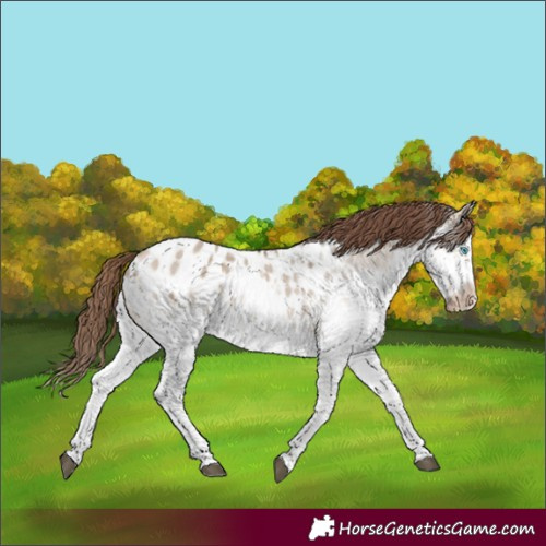 Horse Color:White Spotted Bay Dun Splash Frame Blanket