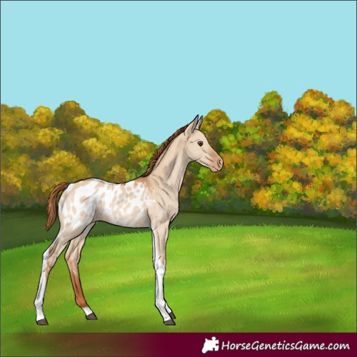 Horse Color:Red Dun Tobiano Blanket Rabicano 