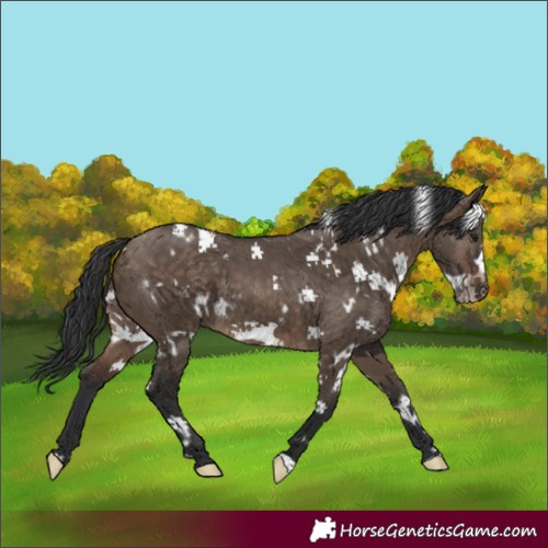 Horse Color:White Spotted Brown Dun Frame 