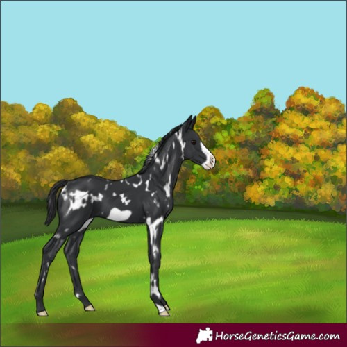 Horse Color:White Spotted Black Frame 