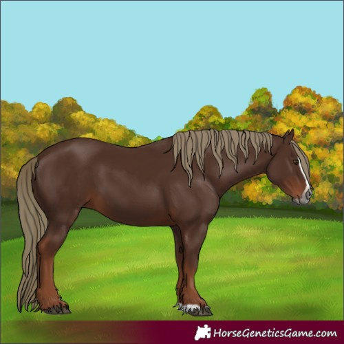 Horse Color:Gray Chestnut Mushroom Splash