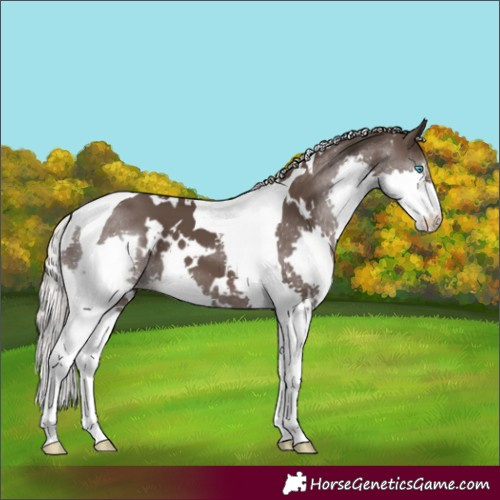 Horse Color:White Spotted Silver Black Splash Tobiano 