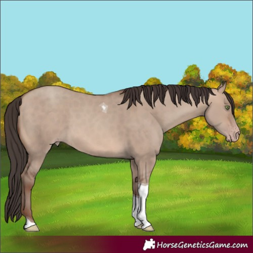 Horse Color:Sable Champagne Dun Tobiano 
