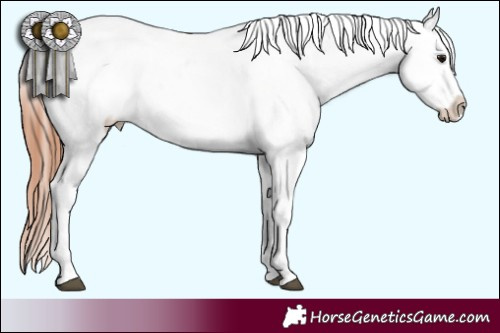 Horse Color:Bay Tobiano Snowcap 