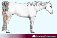 Horse Color:Bay Tobiano Appaloosa
