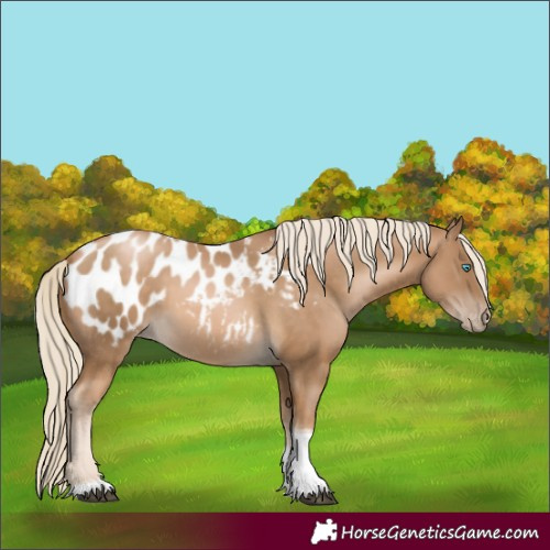 Horse Color:Liver Chestnut Tobiano Blanket