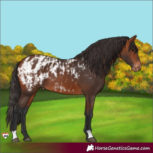 Horse Color:Bay Blanket  and Bay Blanket 