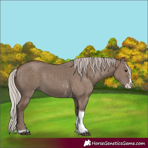 Horse Color:Silver Grullo Sabino Splash Tobiano 