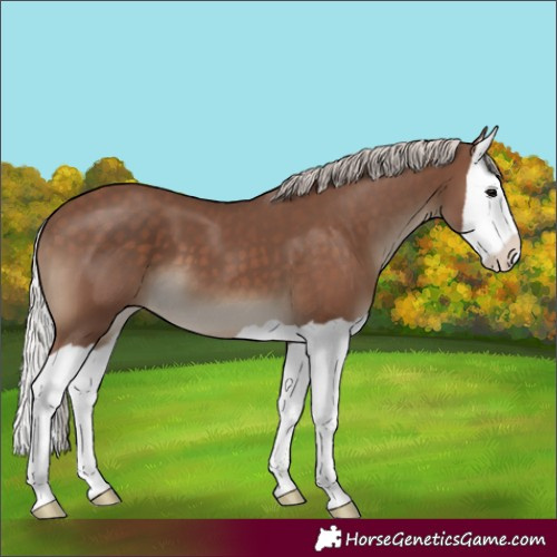 Horse Color:Silver Black Splash 