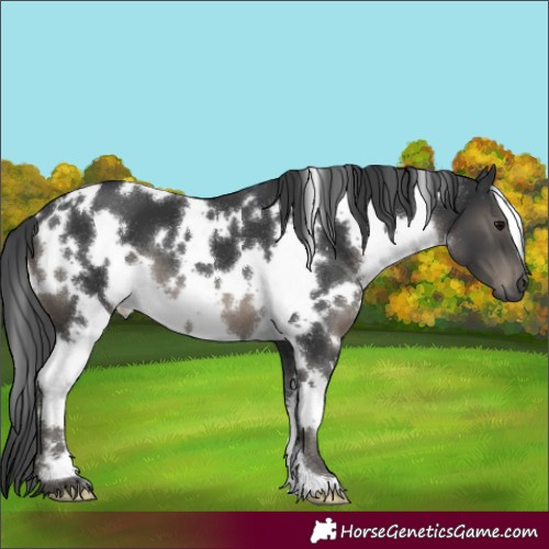 Horse Color:White Spotted Black