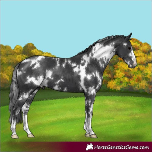Horse Color:White Spotted Black