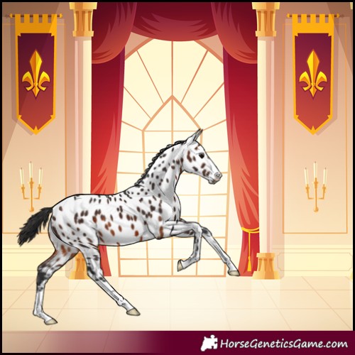 Horse Color:Brown Near Leopard 