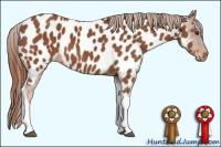 Horse Color:Chestnut Tobiano Appaloosa
