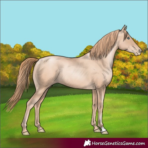 Horse Color:Gold Champagne Pearl Rabicano  and Gold Champagne Pearl Rabicano 
