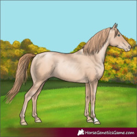 Horse Color:Gold Champagne Pearl Rabicano  and Gold Champagne Pearl Rabicano 