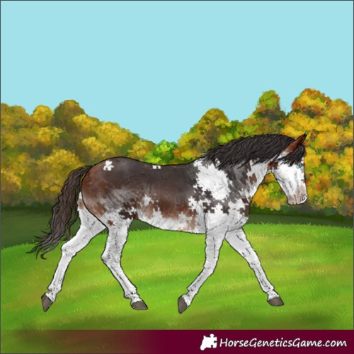 Horse Color:Bay Splash