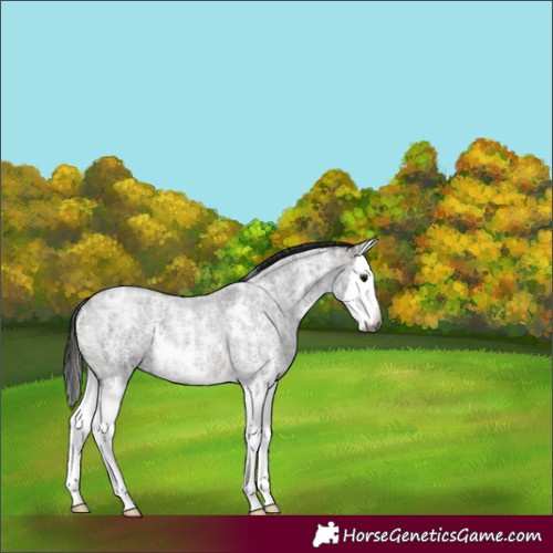 Horse Color:Gray Bay Ice Roan Sabino Splash