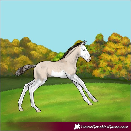 Horse Color:Amber Champagne Dun Splash