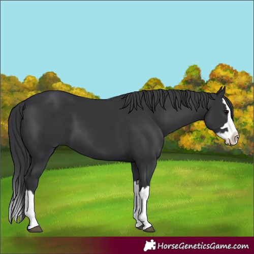 Horse Color:Black Splash 