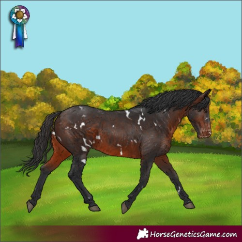 Horse Color:White Spotted Brown Varnish 
