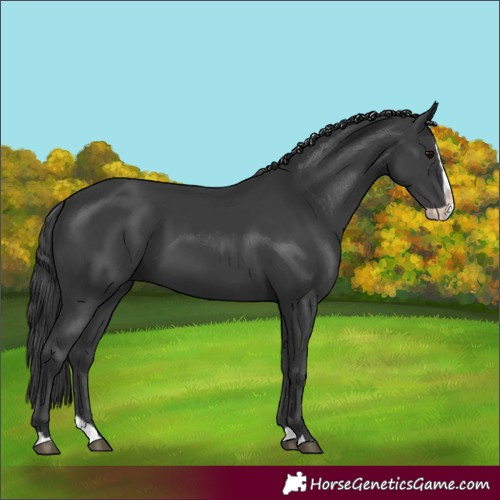 Horse Color:Black Splash 